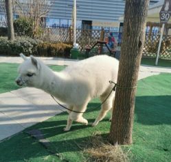 -萌宠亲子动物乐园(槐房万达店)