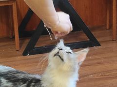 -楼上猫咖(罗湖店)