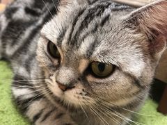 -猫和宫(六道口店)