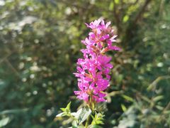 -碓臼峪自然风景区