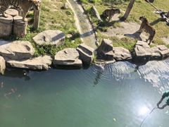 -上海野生动物园老虎餐厅