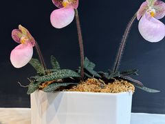 -北京植物园-展览温室