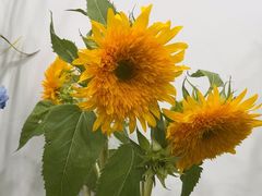 -Flower in(密渡桥店)