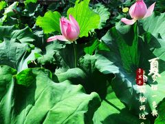 -古德寺素菜馆