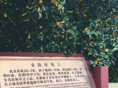 -灵谷景区