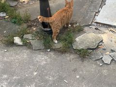 -一心甜汤(丹凤街店)