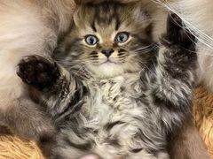 -猫亿天猫咖