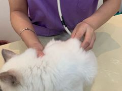 -瑞派康怡24h宠物医院·犬猫医疗中心·微创绝育(瑞景分院)