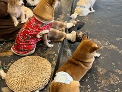 -趣多多宠物公园·宠物训犬学校·宠物寄养