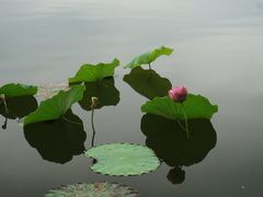 -成都南湖公园