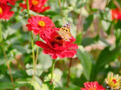 -合肥滨湖国家森林公园