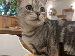 -猫色咖啡·猫咖