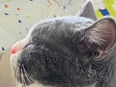 -美联众合宠物医院·爱萌分院·内外科·猫科中心