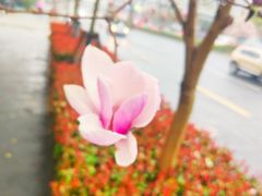-上海市实验学校