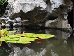 -上海醉白池公园