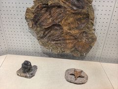 -辽宁古生物博物馆