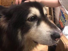 -more than meow吴止猫主题餐厅(承德 中船汇店)