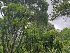 -中国科学院西双版纳热带植物园