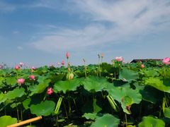 -荷塘月色湿地公园·向阳花洲