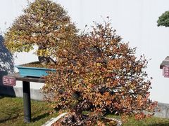 -盆景园(扬州大运河文化旅游度假区)
