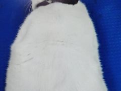 -瑞派动物医院·猫专科·至诚(江南中分院)