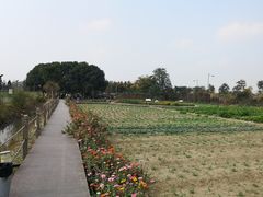 -田园东方蜜桃村的田野营地