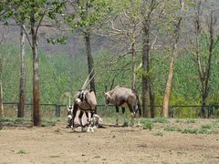 -大连森林动物园