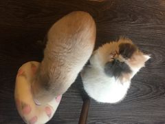 -吉丁鸟咖·异宠·寄养