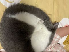 -东方名猫馆·英短金渐层布偶猫舍(环线广场1号楼店)