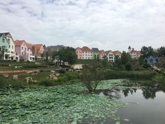-大塘金香草谷
