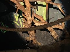 -广州长隆飞鸟乐园