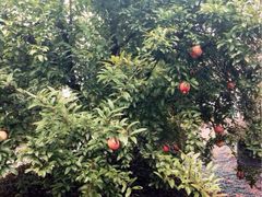 iphone_upload_pic-杭州君悦酒店