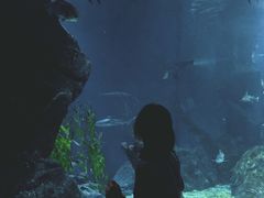 -暹罗海洋世界