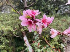 -杭州植物园