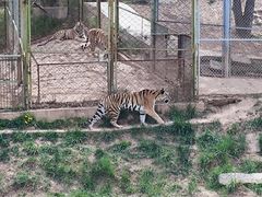 -青藏高原野生动物园