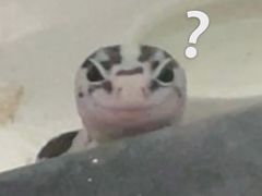 -酷以爬仙阁实体爬宠店·守宫·蜥蜴·专业繁育