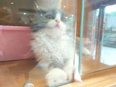 -Pets First伊珊娜洗护·精致美容·家庭式寄养(新会路店)