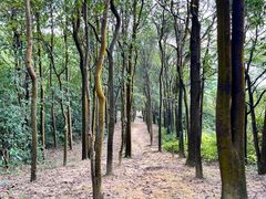 -火炉山森林公园