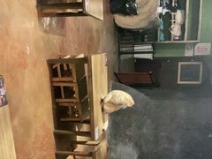 -猫猫幼稚园·撸猫·桌游·电玩