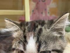 -momokira米努特·德文卷毛猫·棉花面纱犬