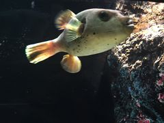 -暹罗海洋世界