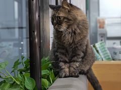 -pd派德宠物中心医院24H急重症·眼科中心·血液透析中心(嵩山北路店)