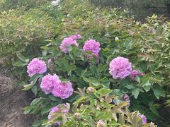 -莲花池公园