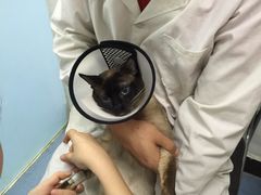 -佳怡动物医院·平价24小时·猫专科骨外科