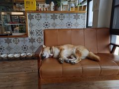 -猫小主咖啡·猫咖cat cafe(福田店)