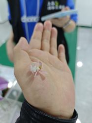 -神奇动物撸宠馆·羊驼·小浣熊·异宠(豫园店)