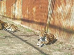 -新疆天山野生动物园