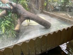 -上海大自然野生昆虫馆(东方明珠·爬宠昆虫探索中心)