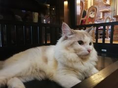 -more than meow吴止猫主题餐厅(承德 中船汇店)