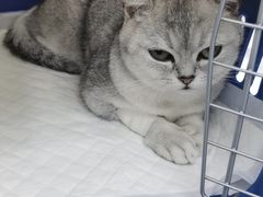 -伟伟宠物医院·CT影像中心·瑞派犬猫综合性门诊(汉口总院)